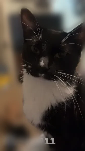 Lost Male Cat, Belmont Circle, Athens - black and white tuxedo - photo