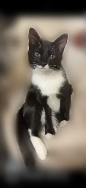 Lost male cat, North Main Street, Summerville, New Castle - 7-month-old tuxedo kitten - photo