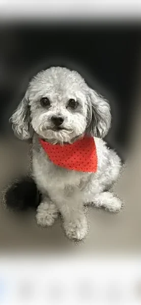 Lost male dog, East Charleston Boulevard, Las Vegas - small and skinny - photo