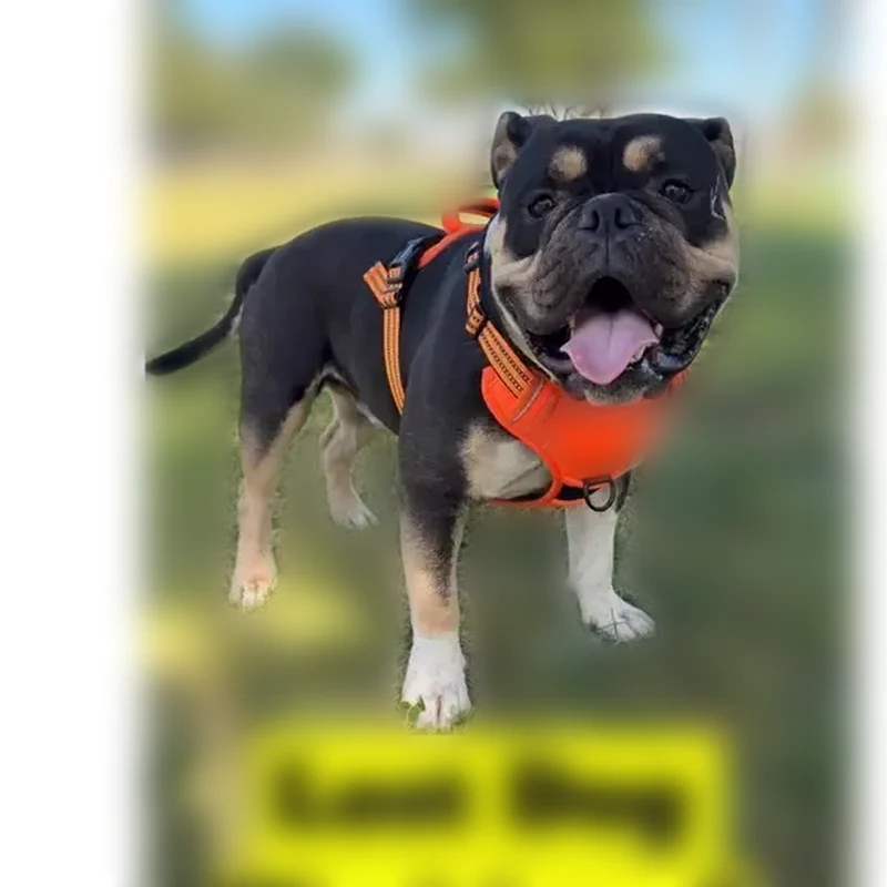 Lost male dog, West Shaw Avenue, 5525, Fresno - black with tan and white - photo