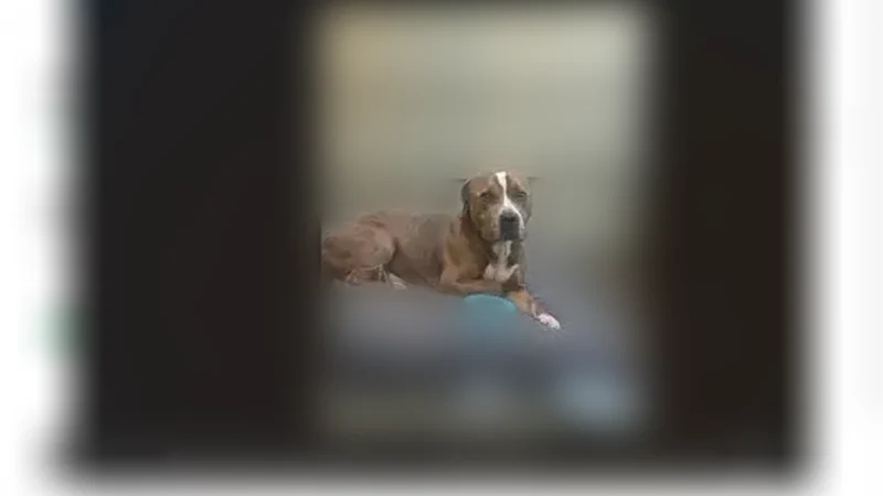 Found dog, Bellaire Boulevard, Houston - male, cocoa brown with white front - photo