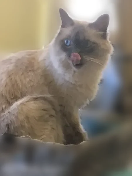 Lost cat, East 30th Street, Tulsa - male with big blue eyes - photo