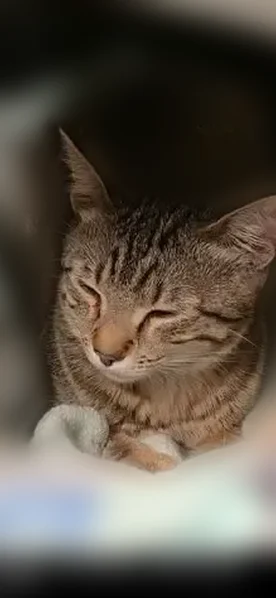 Found cat, 144th Street West, Apple Valley - small and sweet - photo