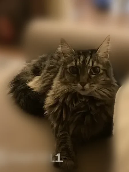 Lost cat, Seattle - female Maine Coon - photo