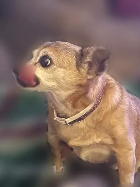 Lost dog, Lucerne, Apache Junction - female chihuahua - photo