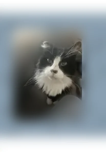 Lost cat, Noel Street, Los Alamitos - black and white, large male - photo