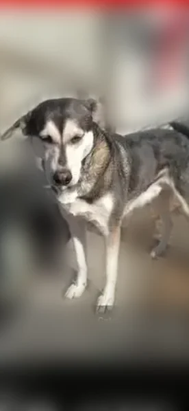 Missing dog Female, Cameron (usl535035) - photo