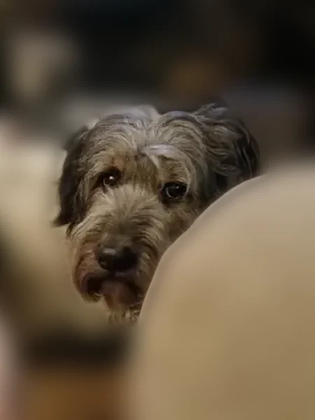 Missing dog Male, Allen (usl535036) - photo