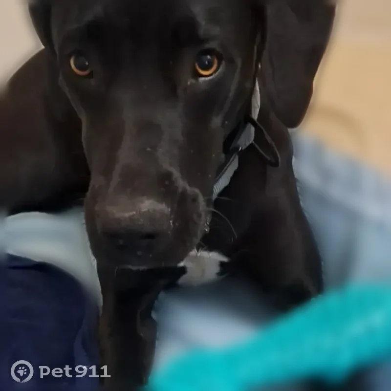 Lost female dog, East Wyoming Street, Tucson - skittish towards males - photo