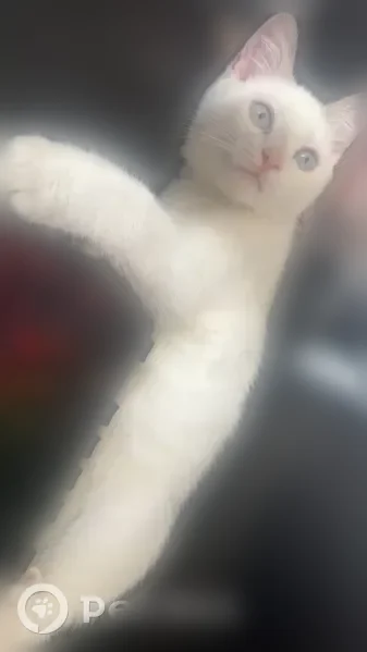 Lost male cat, Orient Avenue, Ashburn - white with grey tail and tan patches - photo