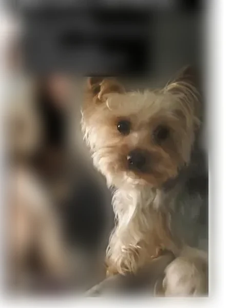 Lost male dog, Buckland Drive, 5398, Columbus - camouflage collar - photo