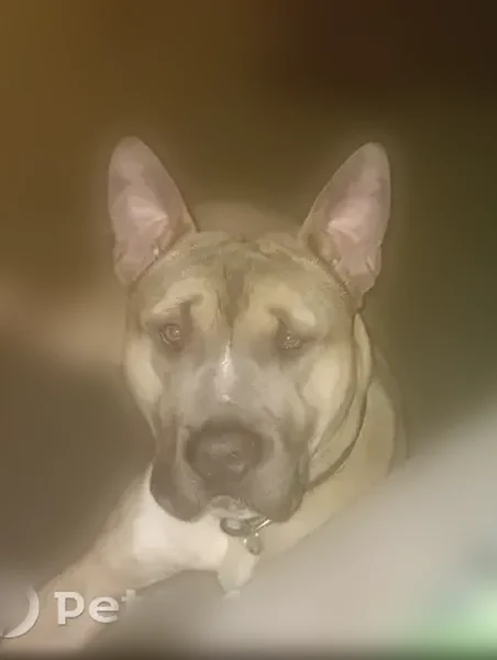 Lost dog, Brier Street Southeast, Warren - male pit bull - photo