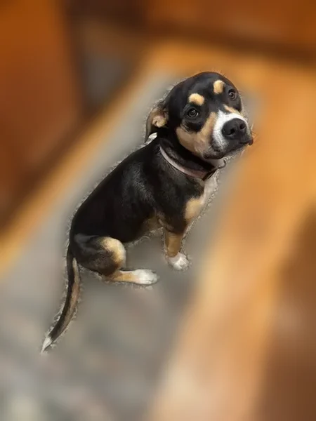 Lost dog, Prairie Wind Drive, Colorado Springs - female with light pink collar - photo
