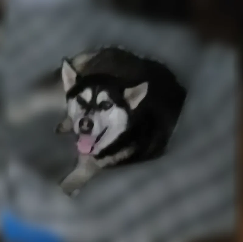 Lost female dog, South Wayne Street, 515, Gary - 2 yr old Siberian Husky - photo