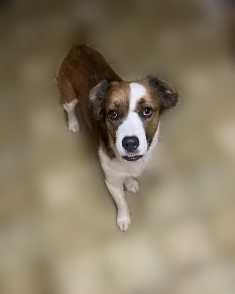 Lost dog, Sands Road, 116, Sweetwater, Miami - named Bandit - photo