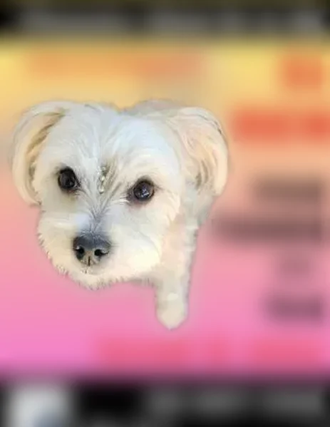 Lost dog, North 32nd Way, 1725, Phoenix - female with cream and beige coat - photo