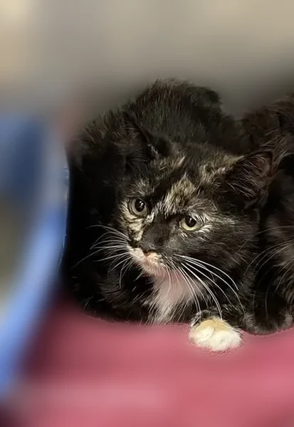 Missing cat Female, Perryville (usl535054) - photo
