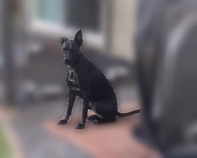 Lost dog, Makakoa Loop, 94-1002, Waipahu - solid black short coat - photo