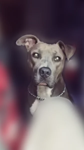 Lost dog, West Hickory Street, Bluford - blue nose pitbull, female - photo
