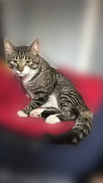 Lost male cat, State Road, Crockery Township - gray tiger with white paws - photo