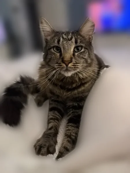 Lost cat, Lilac Place, Village of Massapequa Park - male with clipped ear - photo
