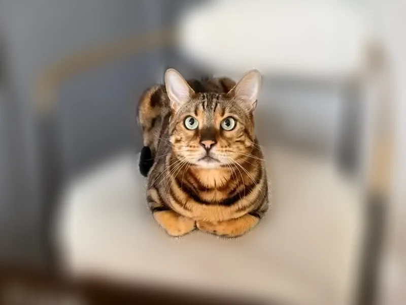 Lost cat, Bradbury Lane, 490, Bartlett - male Bengal - photo