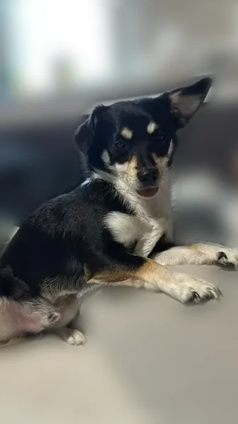 Lost dog, Rees Street, Donald - small black chihuahua mix - photo