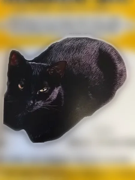 Lost cat, Main Street, 21, South Berwick - all black, one year old female - photo