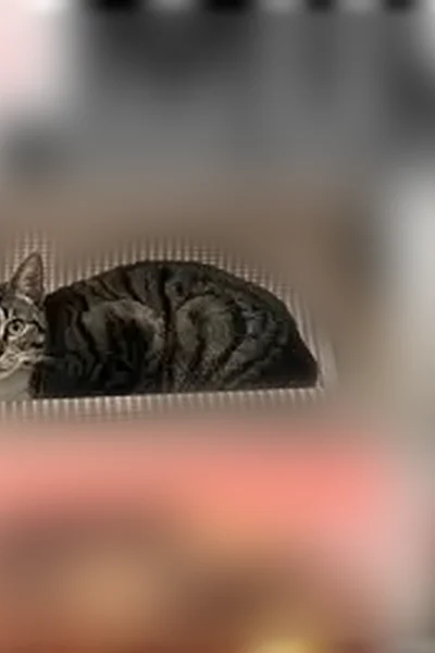 Lost cat, Glendale Avenue, Bridgeport - female tiger-striped with collar - photo