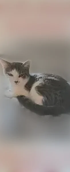 Lost female cat, Northeast 48th Terrace, Kansas City - small and short-haired - photo