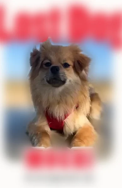 Lost dog, Miramar Road, San Diego - shy, responds to female voices - photo