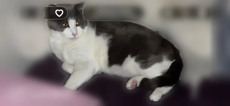 Lost male cat, Gushing Spring Avenue, Las Vegas - large gray and white tomcat - photo