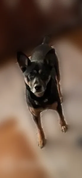 Lost dog, Frye Road, Alexandria - female, black with brown markings - photo