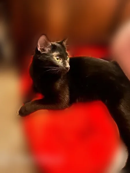 Missing cat Female, Phoenix (usl535112) - photo