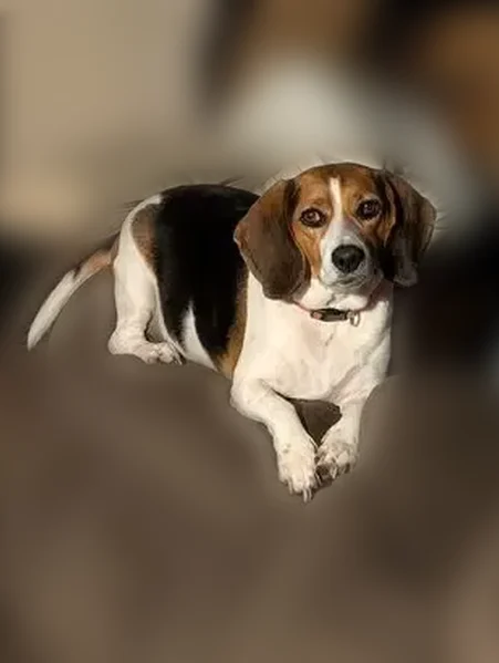 Lost female dog, Tyler Street, Gary - beagle with pink collar - photo