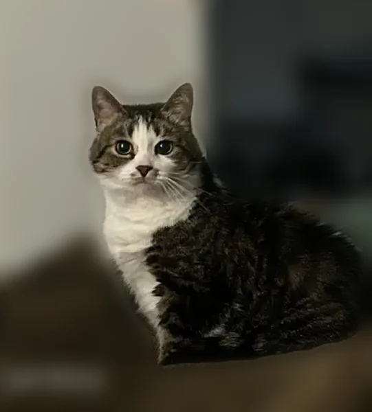 Lost cat, North Oak Street, Durand - female with a white belly - photo