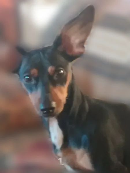 Lost dog, Northwest 11th Street, Oklahoma City - female dark brown cheweenie - photo