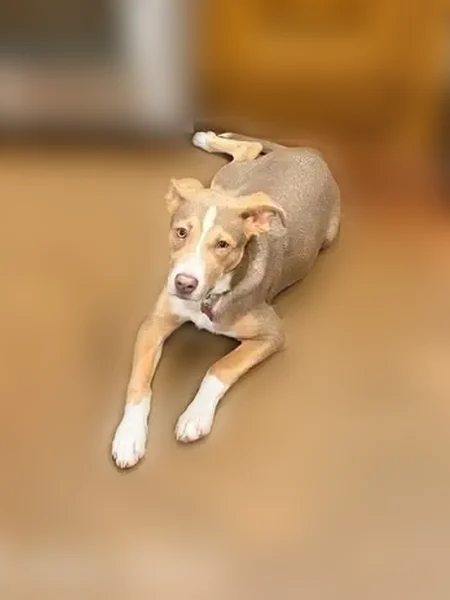 Lost dog, Cotile Park, Boyce - female, brown with white markings - photo