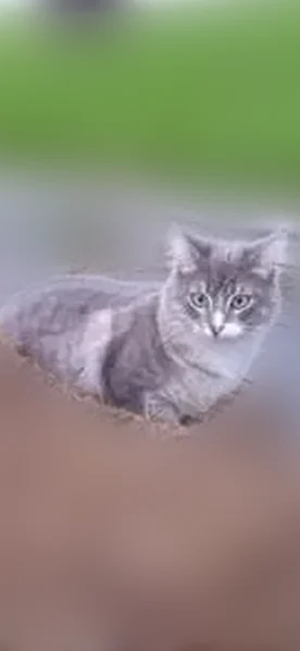 Lost cat, Balboa Pier, Newport Beach - gray and white with green eyes - photo