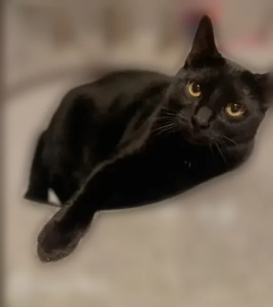 Lost male cat, Pine Street, 731, Mullan - black with white underbelly - photo