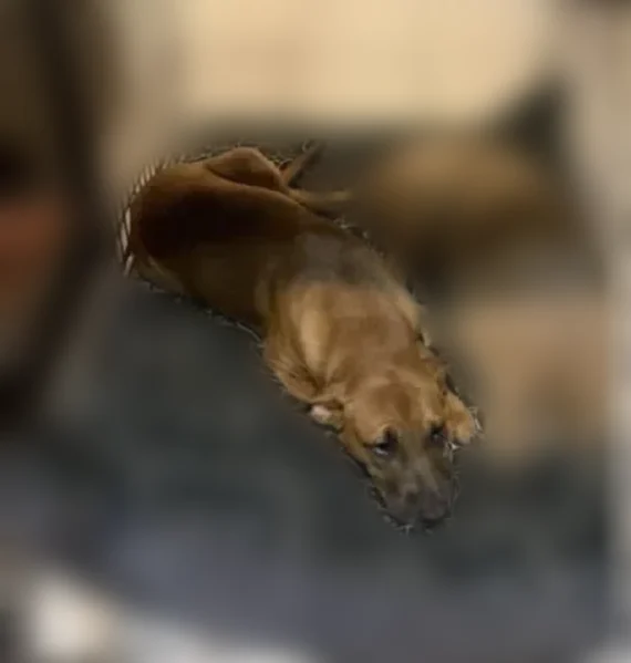 Lost dog, Southwest 82nd Street, Oklahoma City - dark and light brown - photo