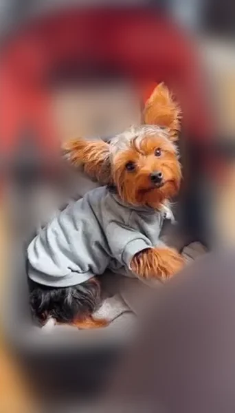Lost dog, Toledo, Ohio - male, 5 years old - photo