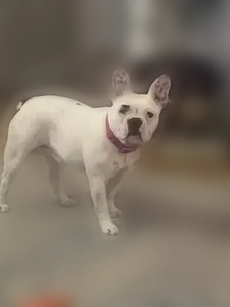 Lost dog, South Ridgewood Avenue, South Daytona - female French bulldog - photo