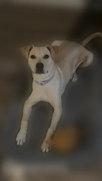 Lost dog, Chance Drive North, Horn Lake - female with purple collar - photo