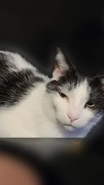 Lost cat, Daytona Avenue, Windsor - black and white, answers to 'Remy, are you hungry?' - photo