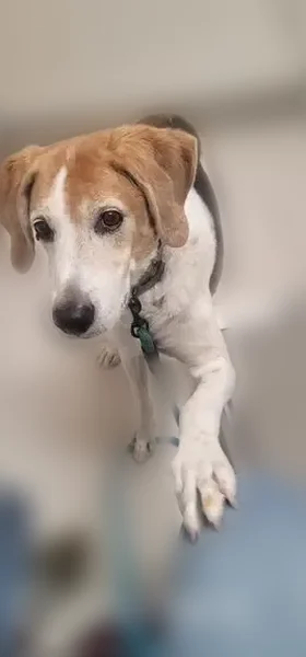Missing dog Male, Colonial Heights (usl535156) - photo
