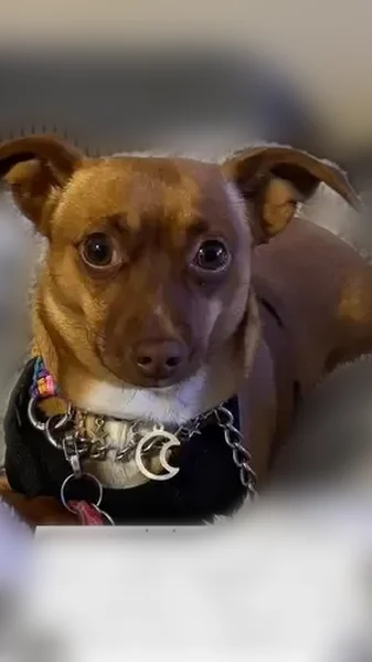 Lost dog, West 55th Street, Tulsa - female with brown mask - photo