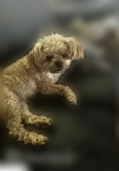 Lost dog, East Southern Avenue, 8265, Mesa - carmel colored fluffy female - photo