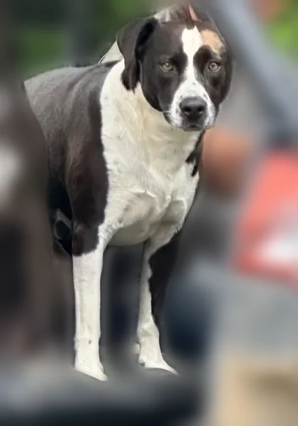 Lost dog, Bagwell Road, Knoxville - black and white with brown patch - photo