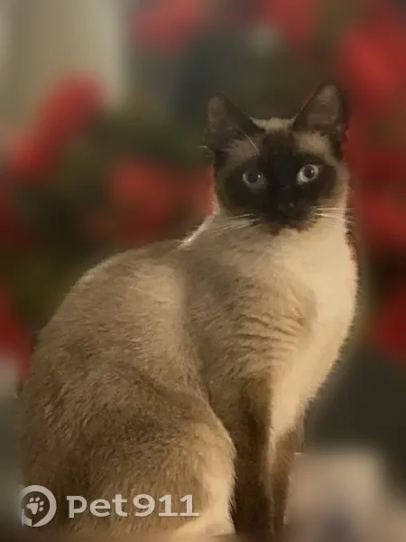 Lost cat, Waikalani Drive, 95-227, Mililani - Siamese requiring special food - photo